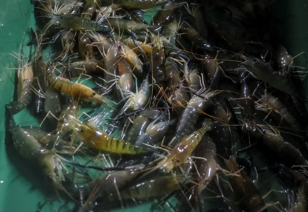 Malaysia sekat import siakap dan udang Thailand mulai hari ini