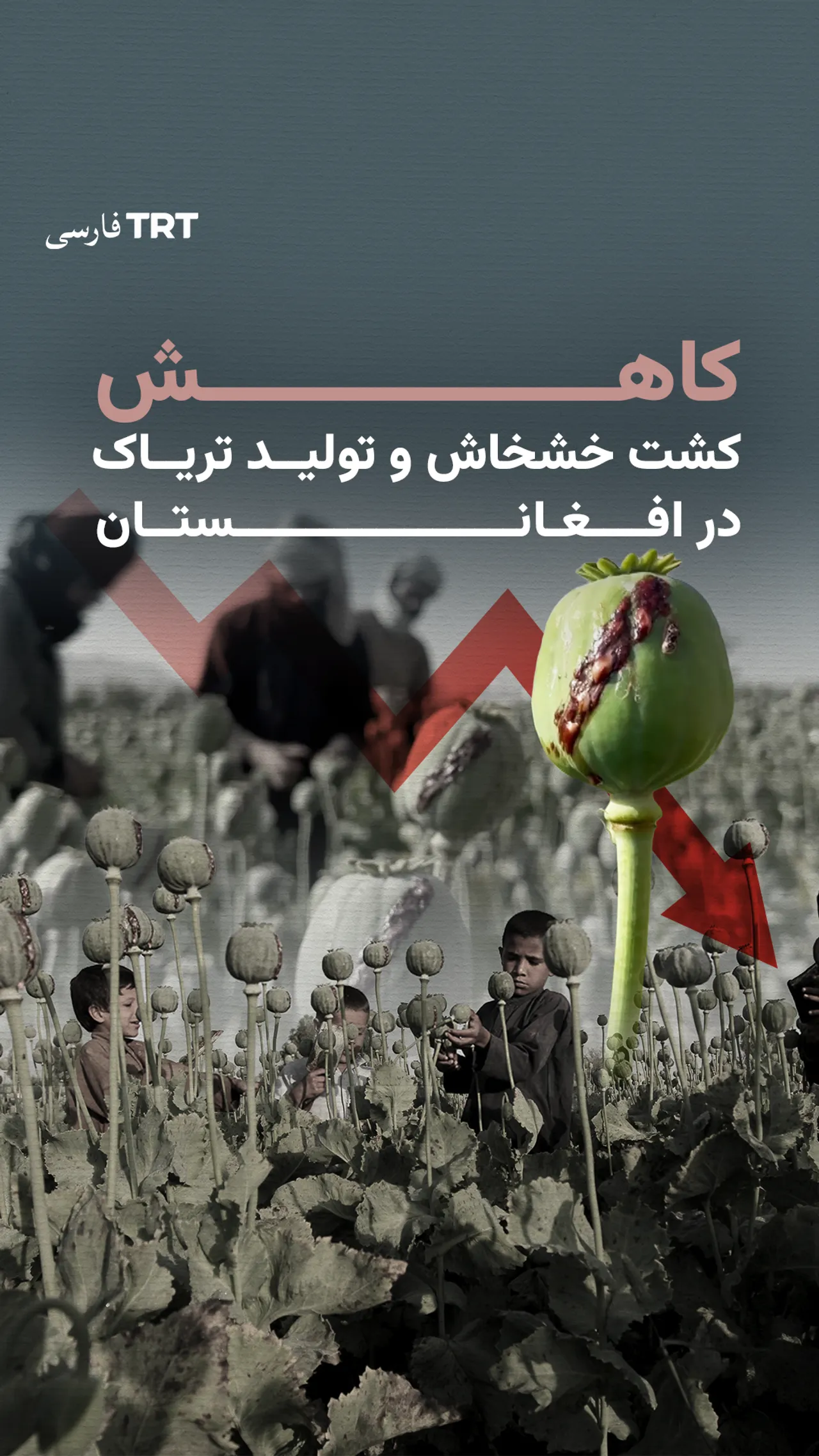 کاهش کشت خشخاش و تولید تریاک در افغانستان