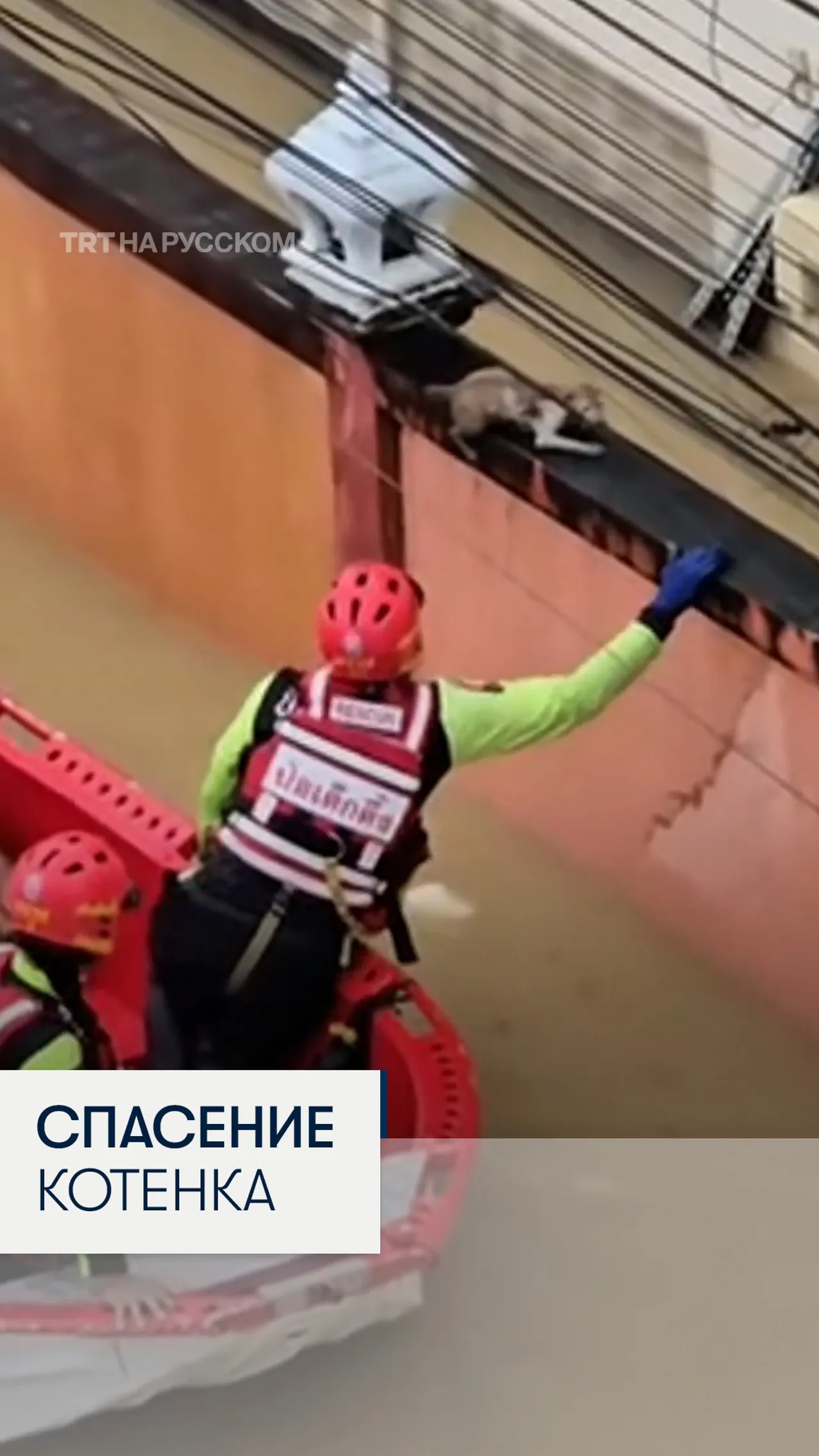 В Таиланде спасли котенка, едва державшегося на воде