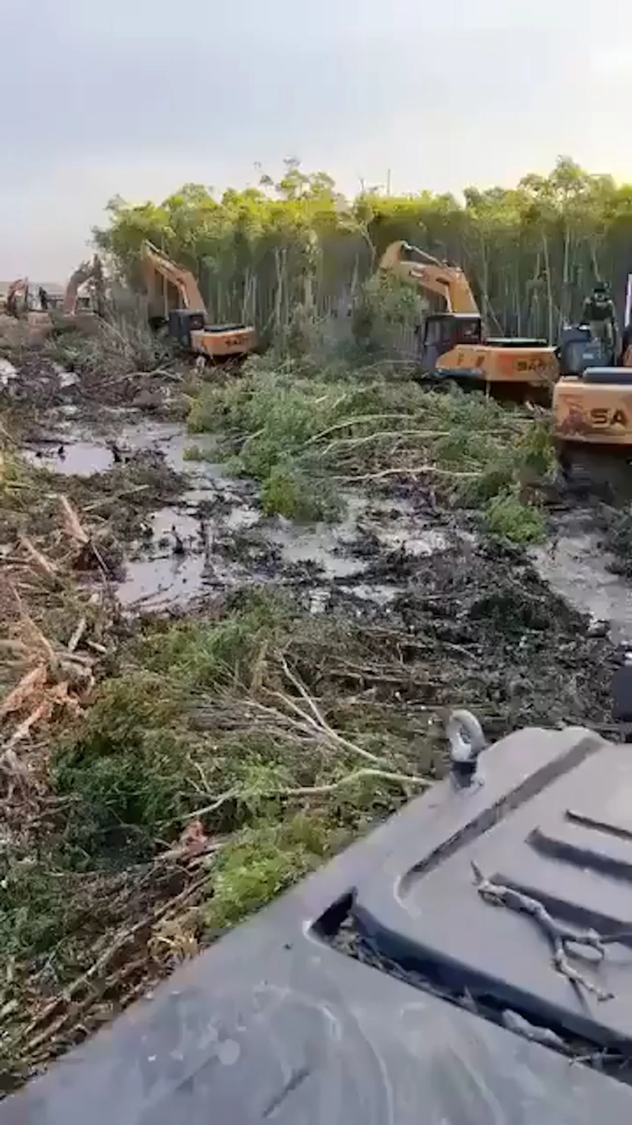 Hutan kayu putih di Papua ditebangi menggunakan alat berat