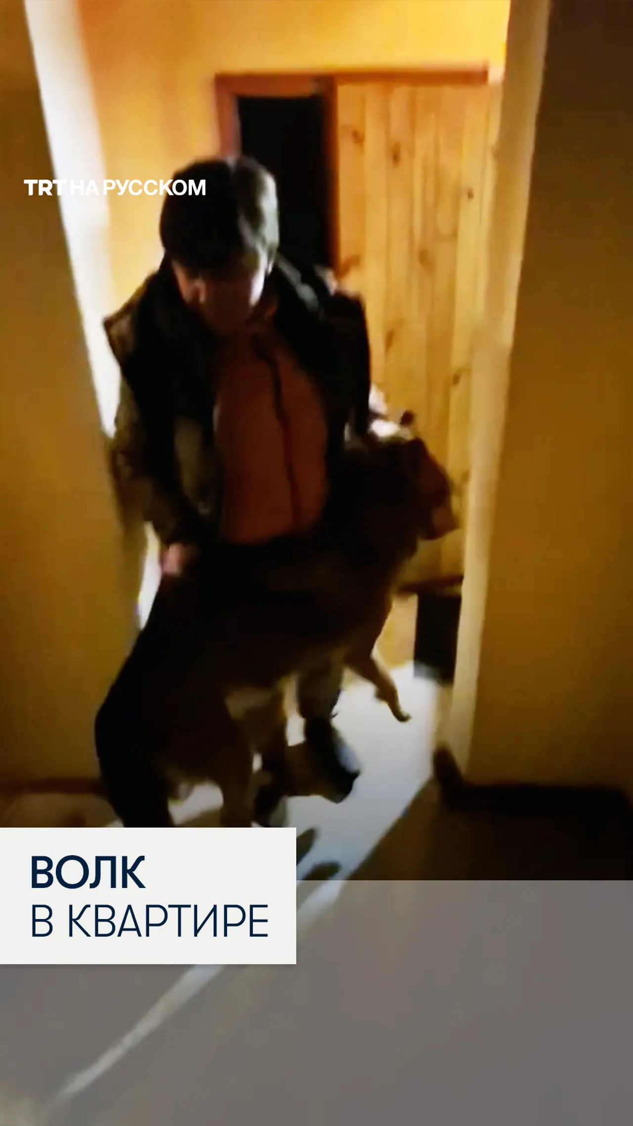 В Киеве волк напал на хозяйку и выгнал ее из квартиры