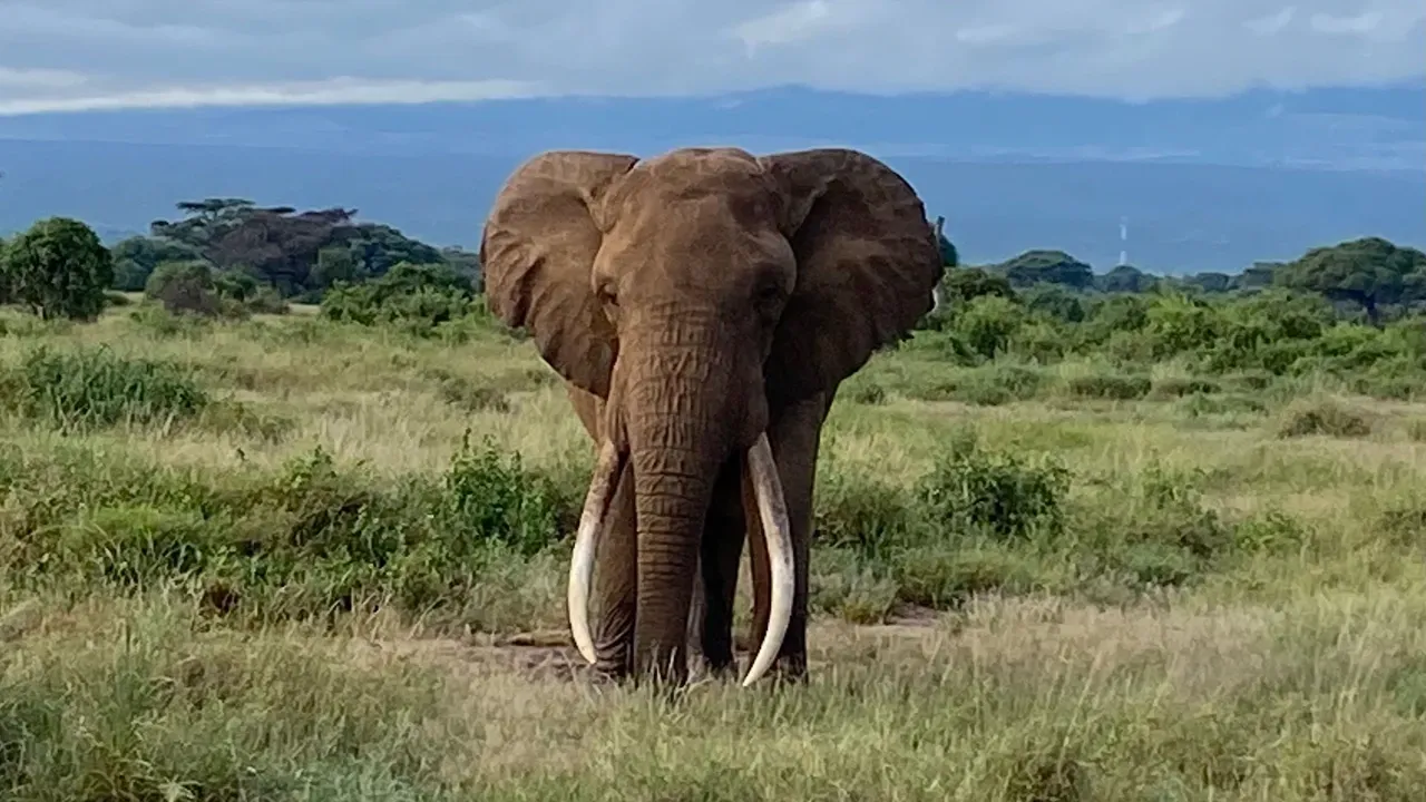 Tembo waua watu wanne Kenya katika kipindi cha wiki moja