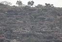 Israeli aggression causes $7M in losses to Palestinian farmland in one week