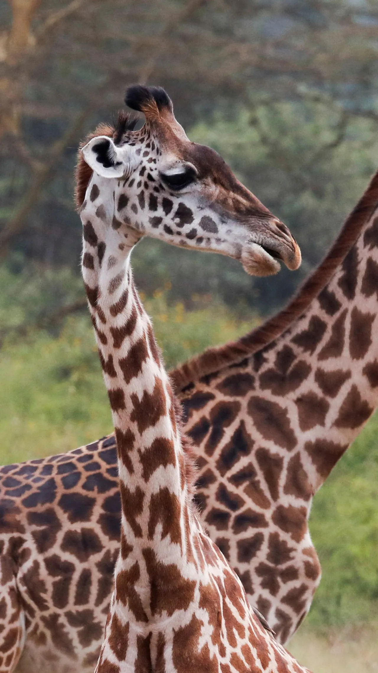 Utajiri wa Afrika: Twiga wa Afrika