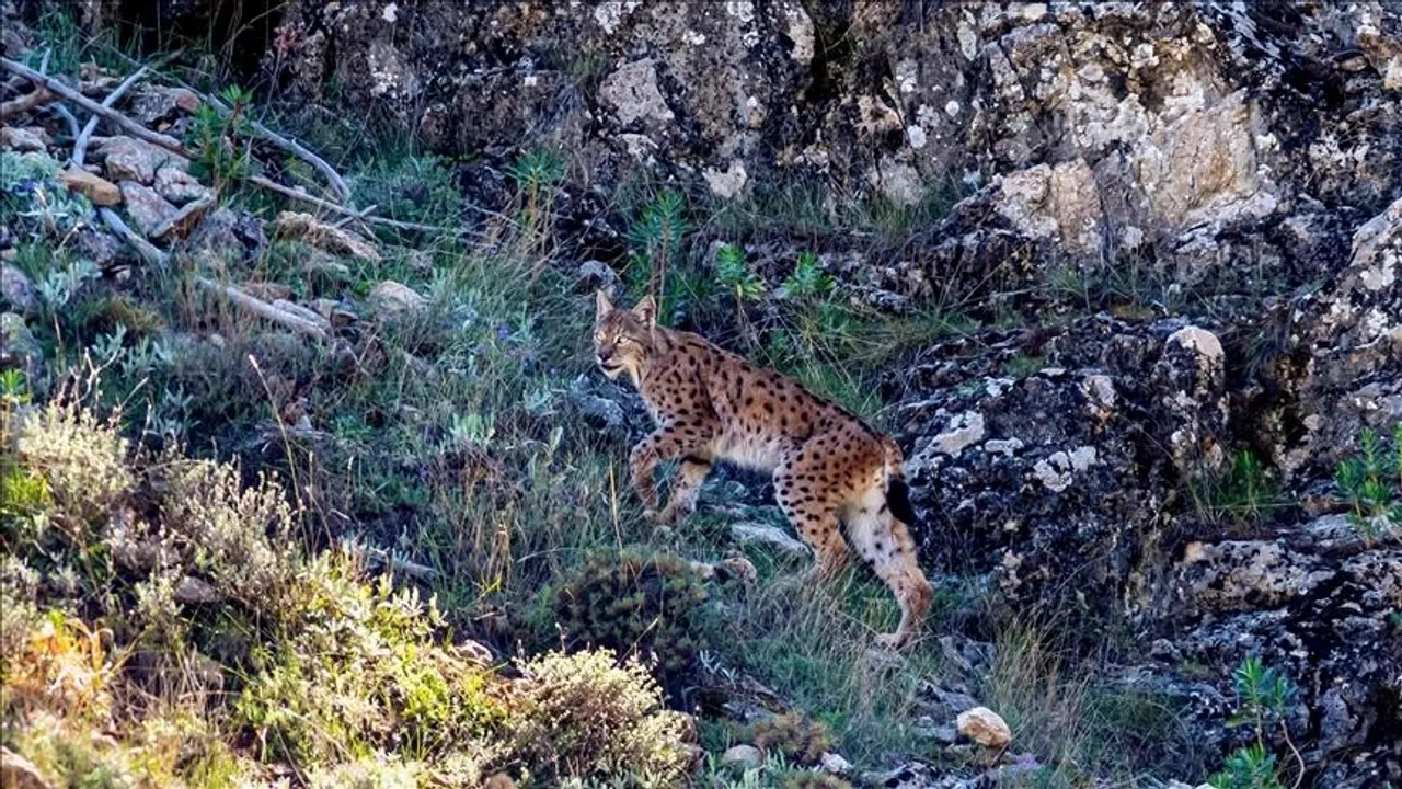 Rrëqebulli euroaziatik në Alpet e Sllovenisë përballet me rrezik serioz në rënie