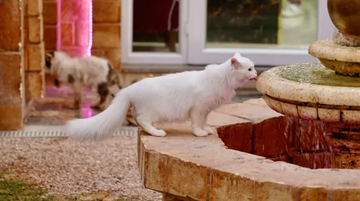 U Libiji otvoren luksuzni hotel s pet zvjezdica za mačke