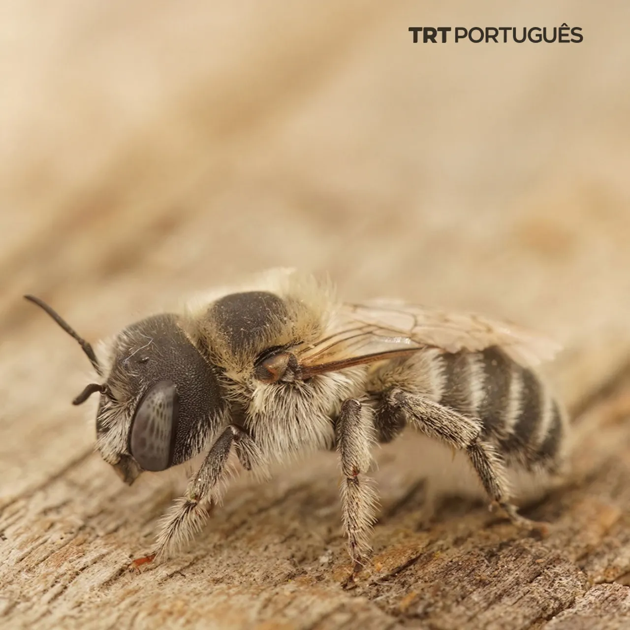 A morte em massa de abelhas está a perturbar o ecossistema