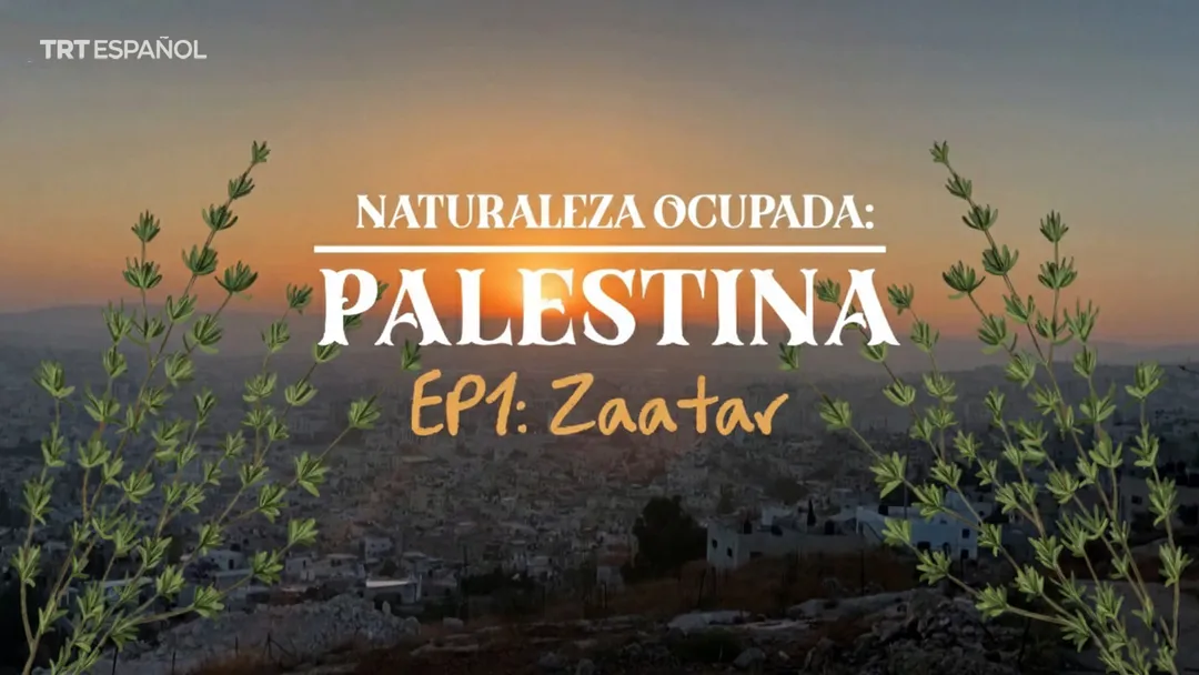 Naturaleza ocupada: Zaatar