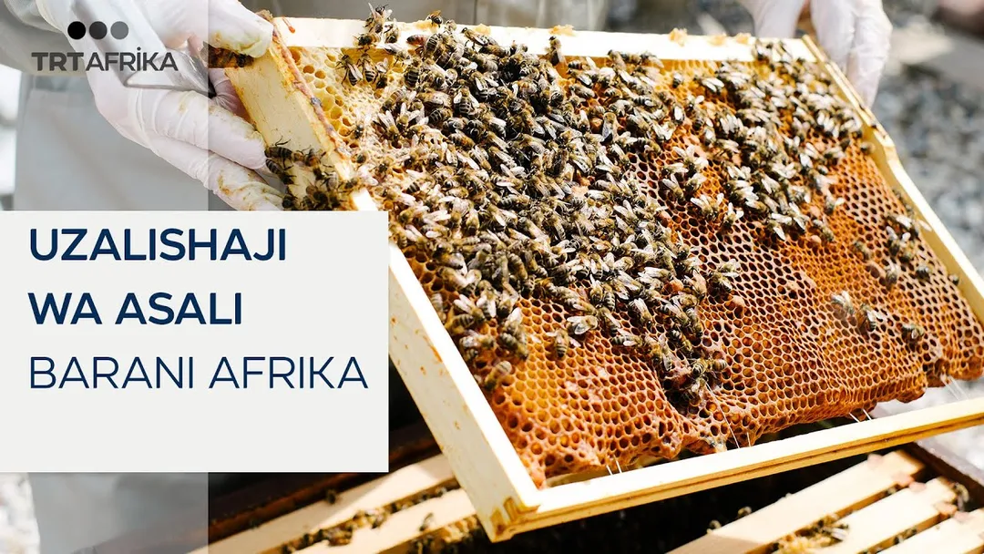 Afrika ndilo bara la pili katika uzalishaji wa asali duniani | Utajiri wa Afrika