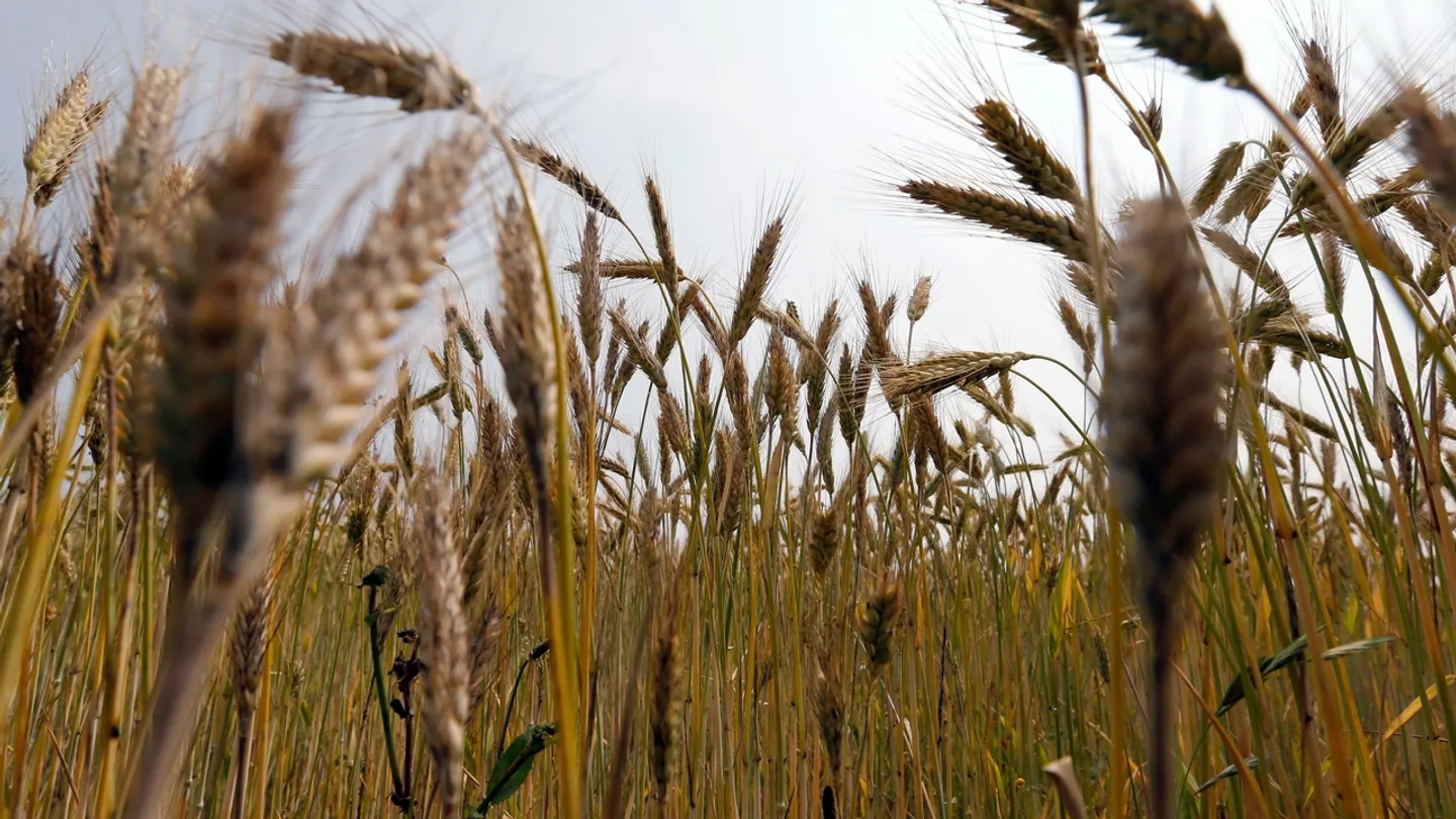 هشدار سازمان محیط زیست ایران درباره فرسایش ۱۶ تا ۲۵ تنی در هر هکتار خاک