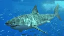 Mediterranean great white sharks face serious risk of extinction: study