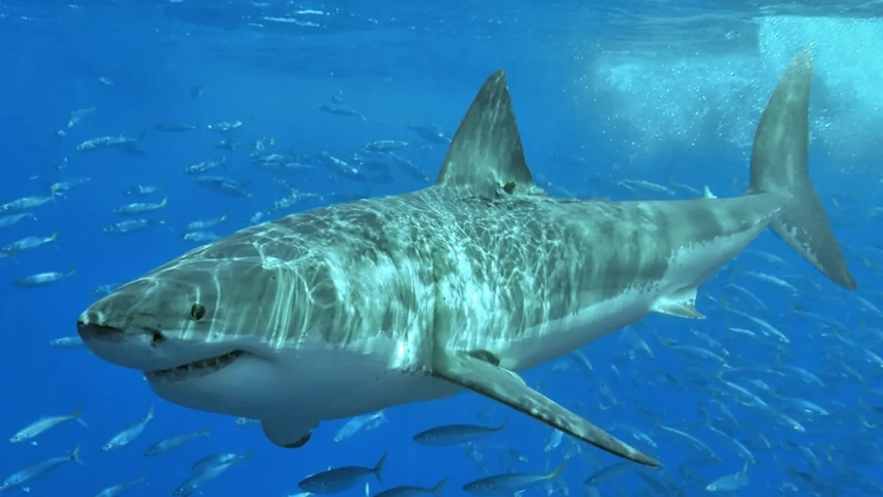 Mediterranean great white sharks face serious risk of extinction: study