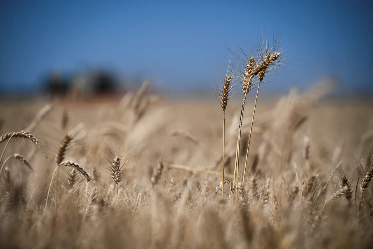 قزاقستان از افزایش صادرات گندم به افغانستان خبر داد