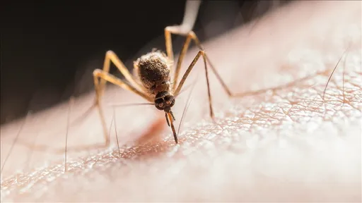 OBSh-ja: Një milion jetë u shpëtuan nga malaria në vitin 2024