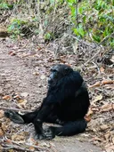 Kutana na Carter, Sokwe Mtu maarufu ndani ya hifadhi ya Mahale nchini Tanzania