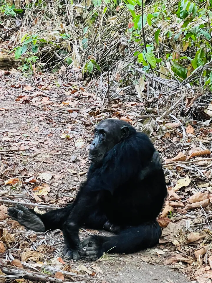 Kutana na Carter, Sokwe Mtu maarufu ndani ya hifadhi ya Mahale nchini Tanzania
