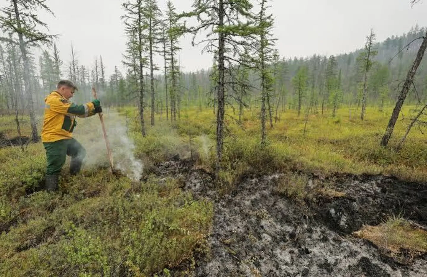 Россия разрешит сплошные вырубки лесов на Байкале?
