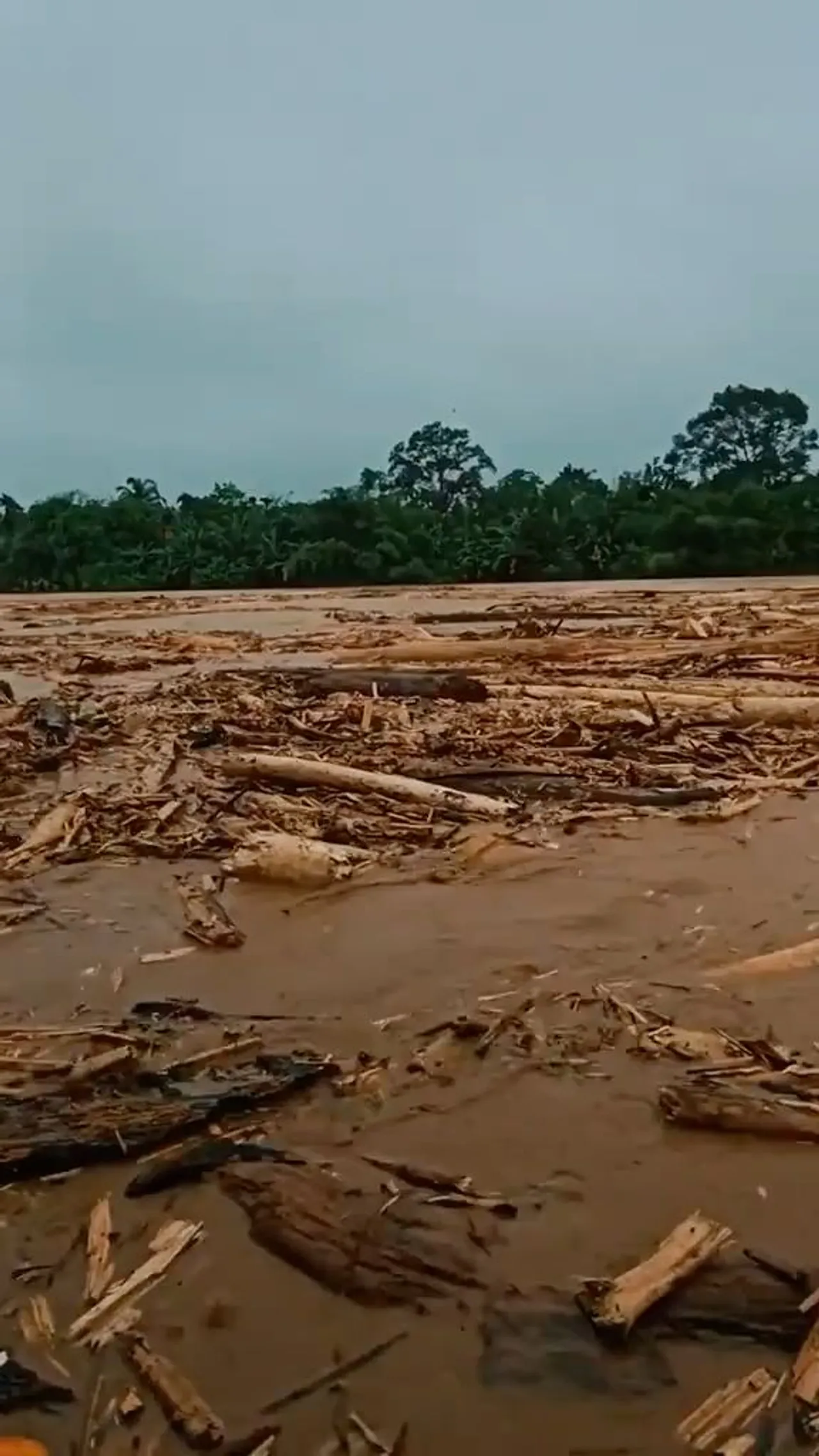 Lautan gelondongan kayu menumpuk di Pantai Parkit usai banjir