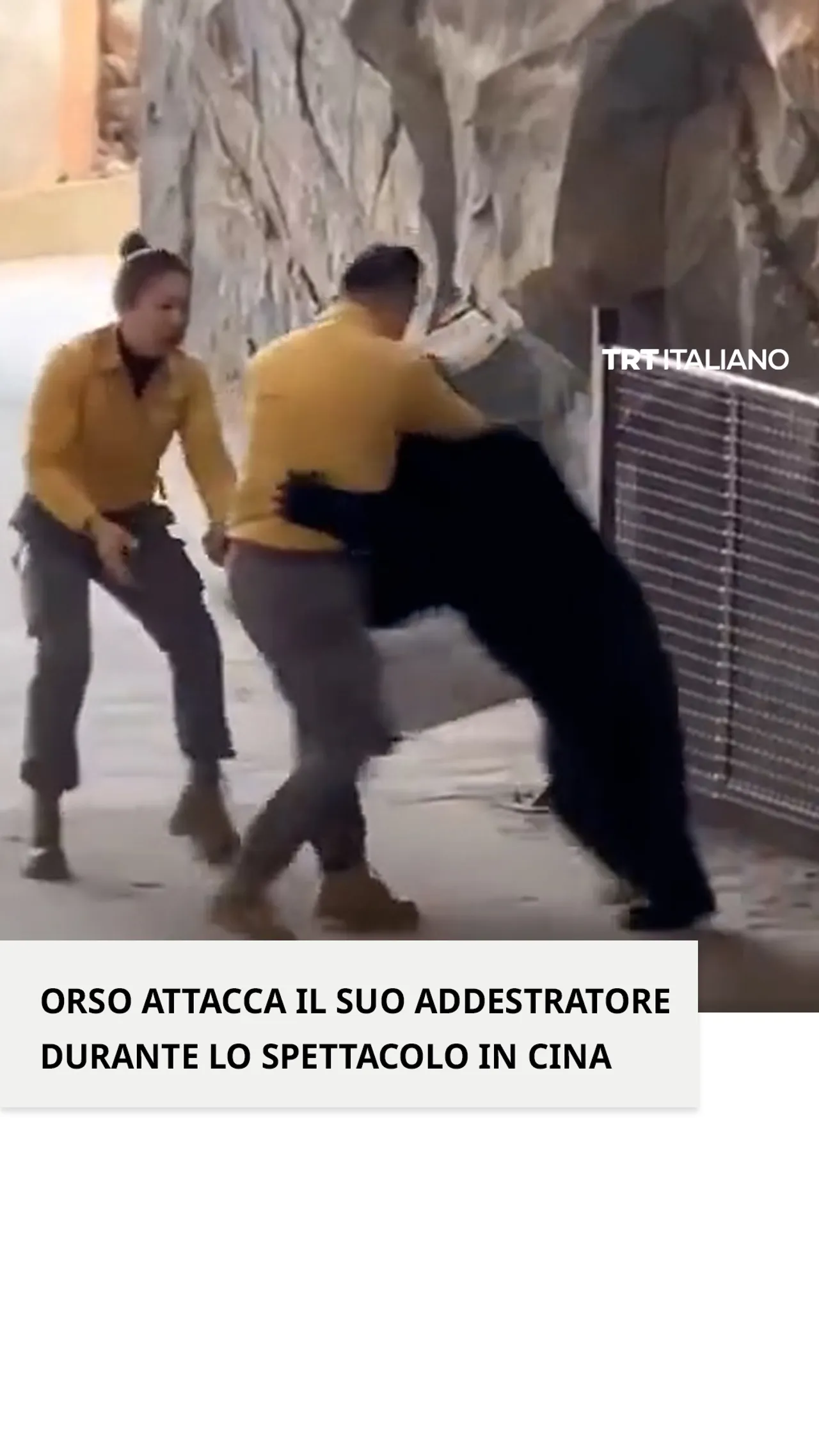 Orso attacca il suo addestratore durante lo spettacolo