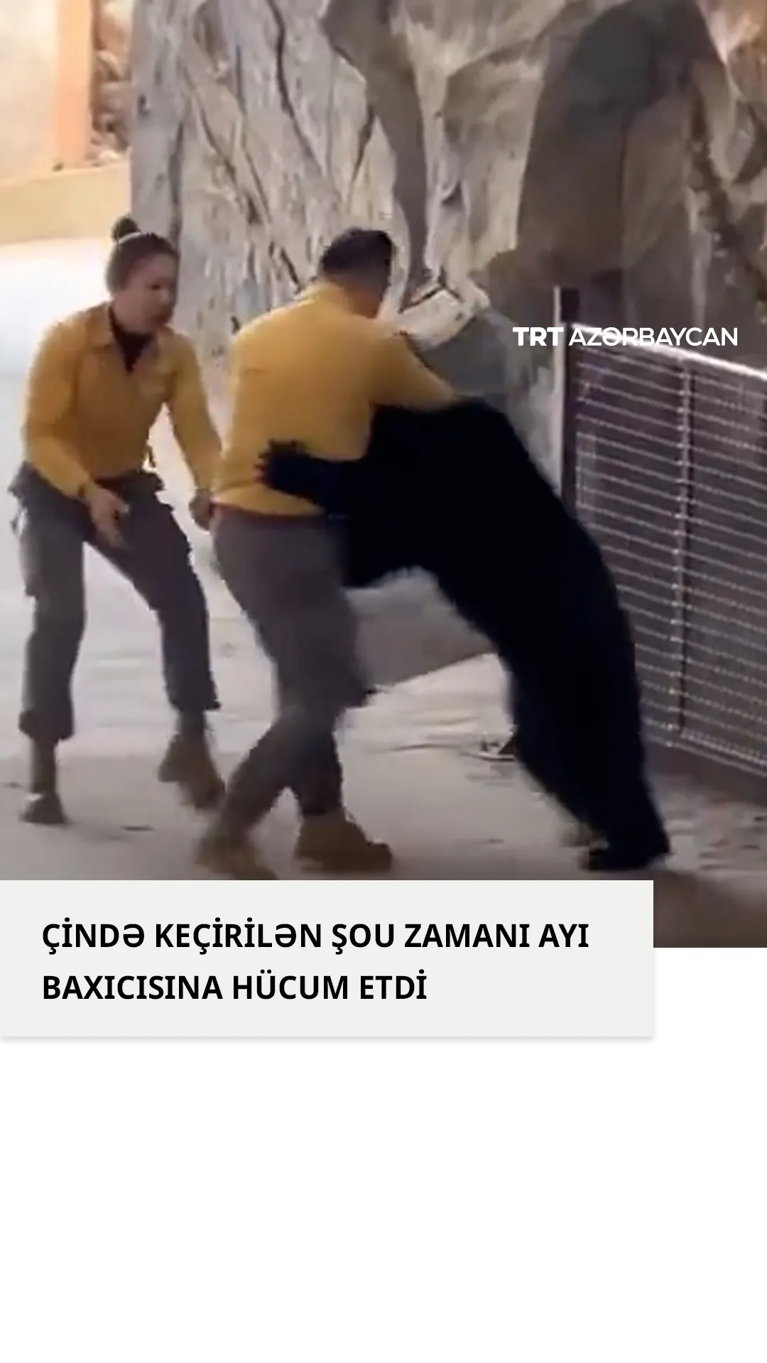 Çində keçirilən şou zamanı ayı baxıcısına hücum etdi