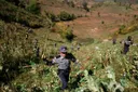 Penanaman opium Myanmar memuncak, 50 ekar ladang dimusnahkan