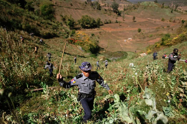 Penanaman opium Myanmar memuncak, 50 ekar ladang dimusnahkan