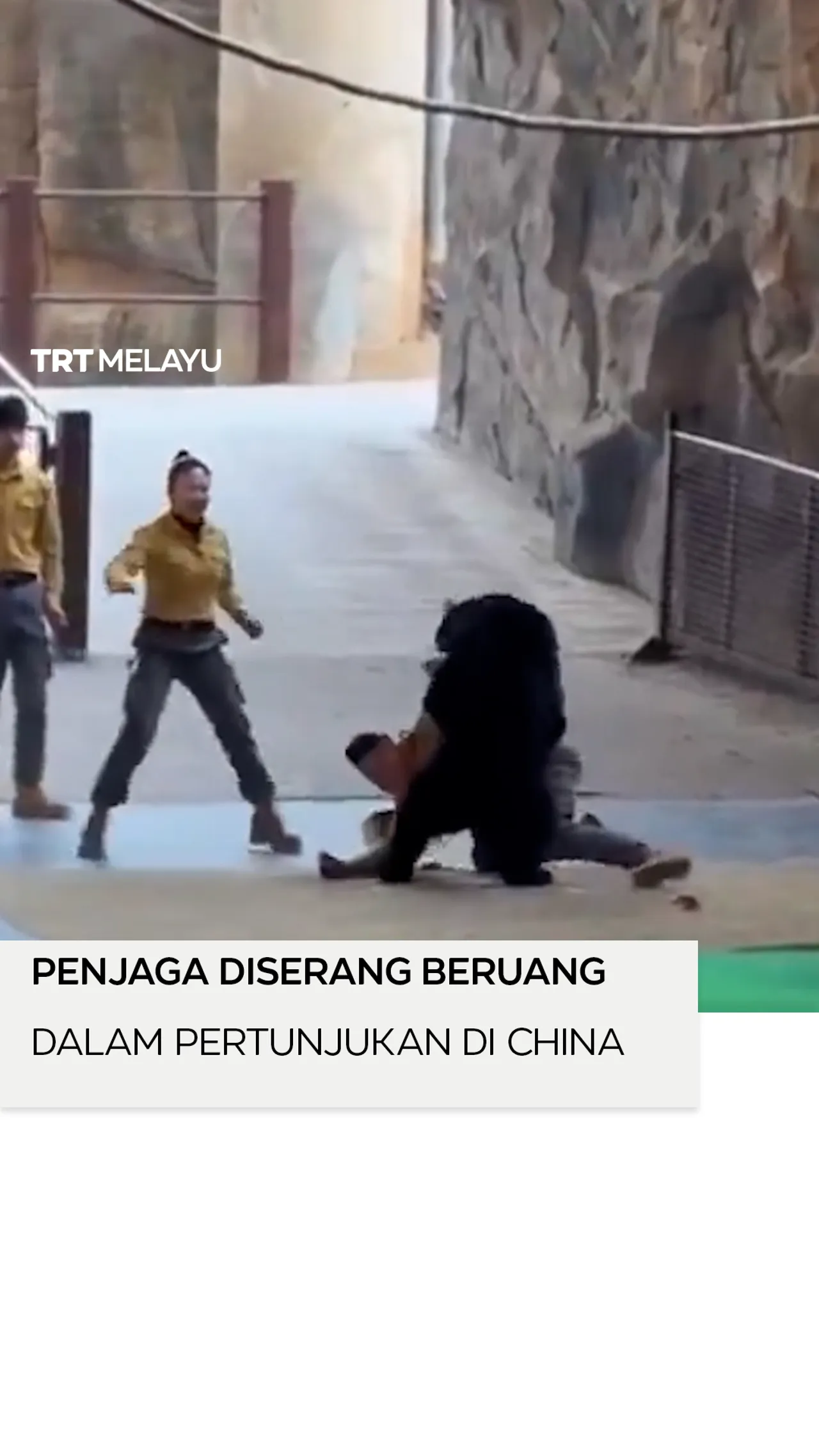 Penjaga diserang beruang dalam pertunjukan di China