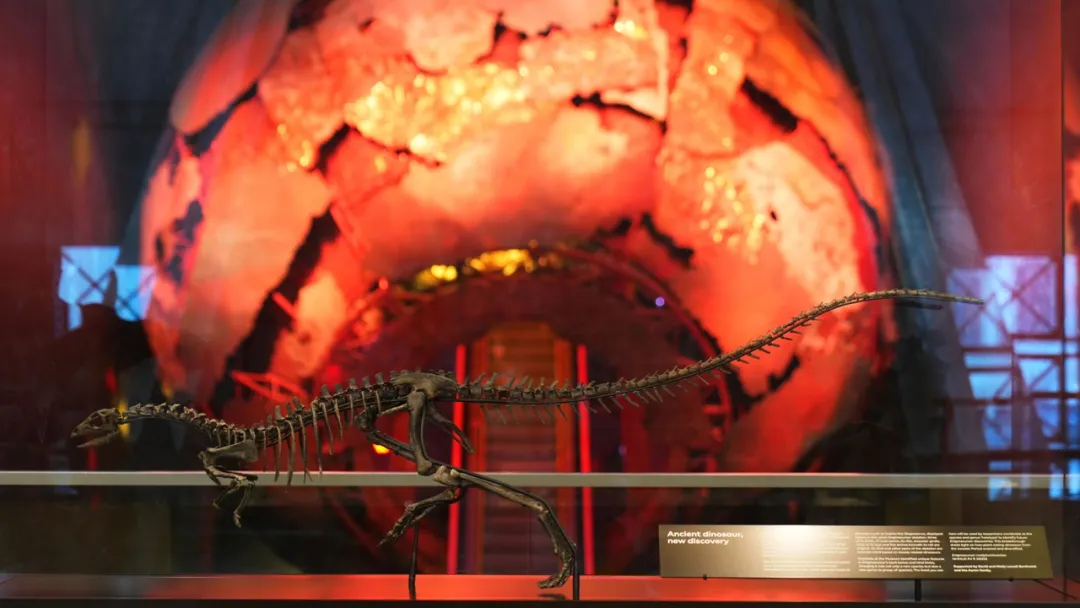 Fransa dövləti qaçaqmalçılıq yolu ilə aparılan dinozavr skeletini Monqolustana qaytardı