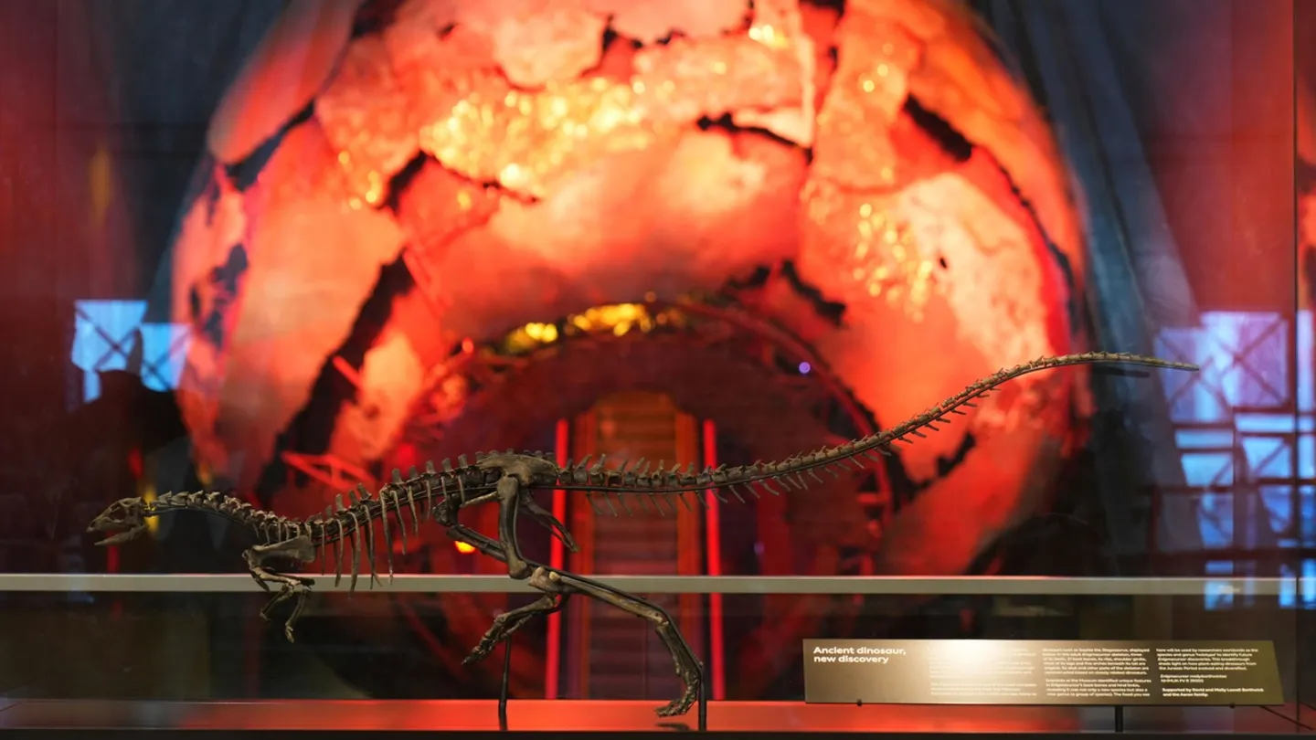 Fransa dövləti qaçaqmalçılıq yolu ilə aparılan dinozavr skeletini Monqolustana qaytardı