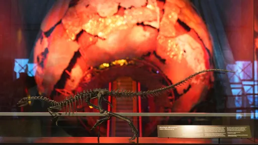 Fransa dövləti qaçaqmalçılıq yolu ilə aparılan dinozavr skeletini Monqolustana qaytardı