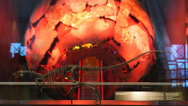 Fransa dövləti qaçaqmalçılıq yolu ilə aparılan dinozavr skeletini Monqolustana qaytardı