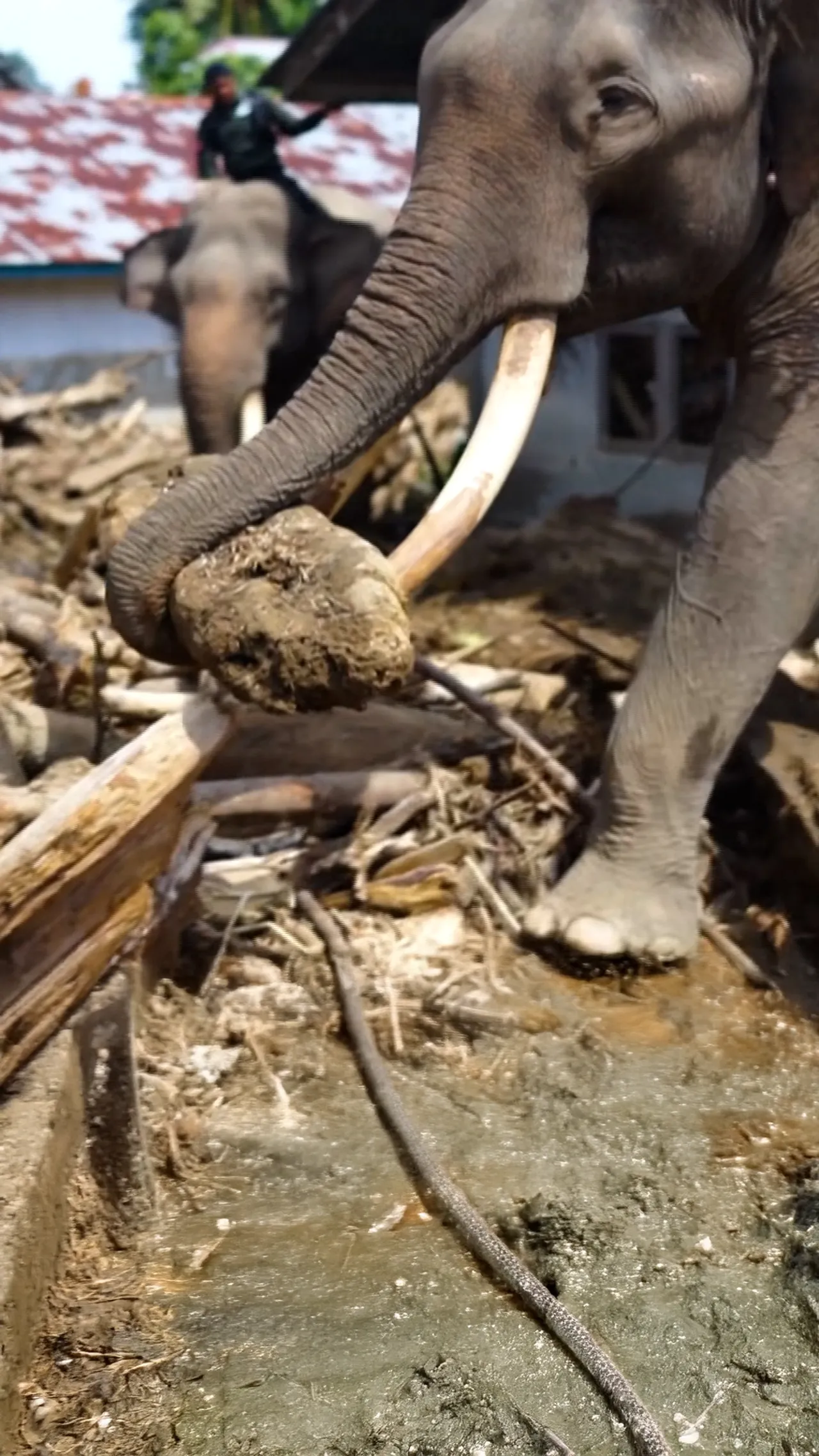 Gajah bantu warga bersihkan puing pasca banjir