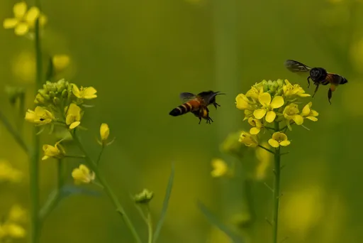 Arıların ekosistemdəki əvəzolunmaz yeri
