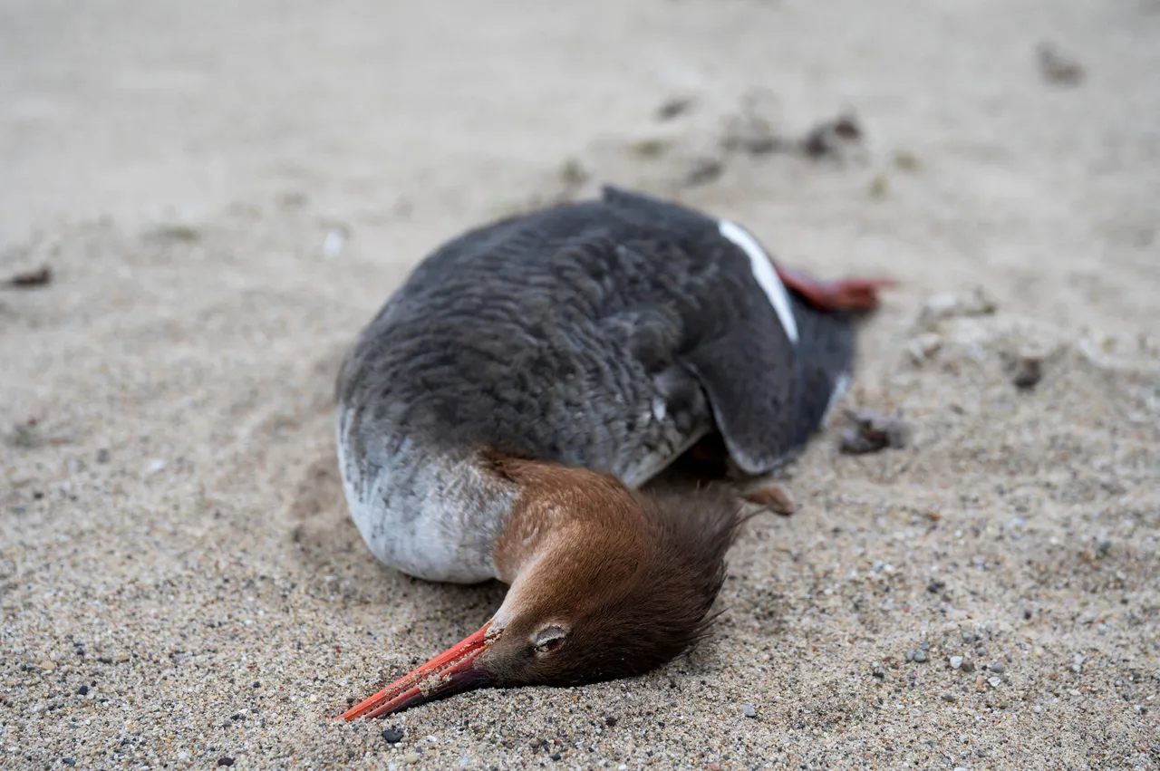 禽流感： 我们应该担心吗？