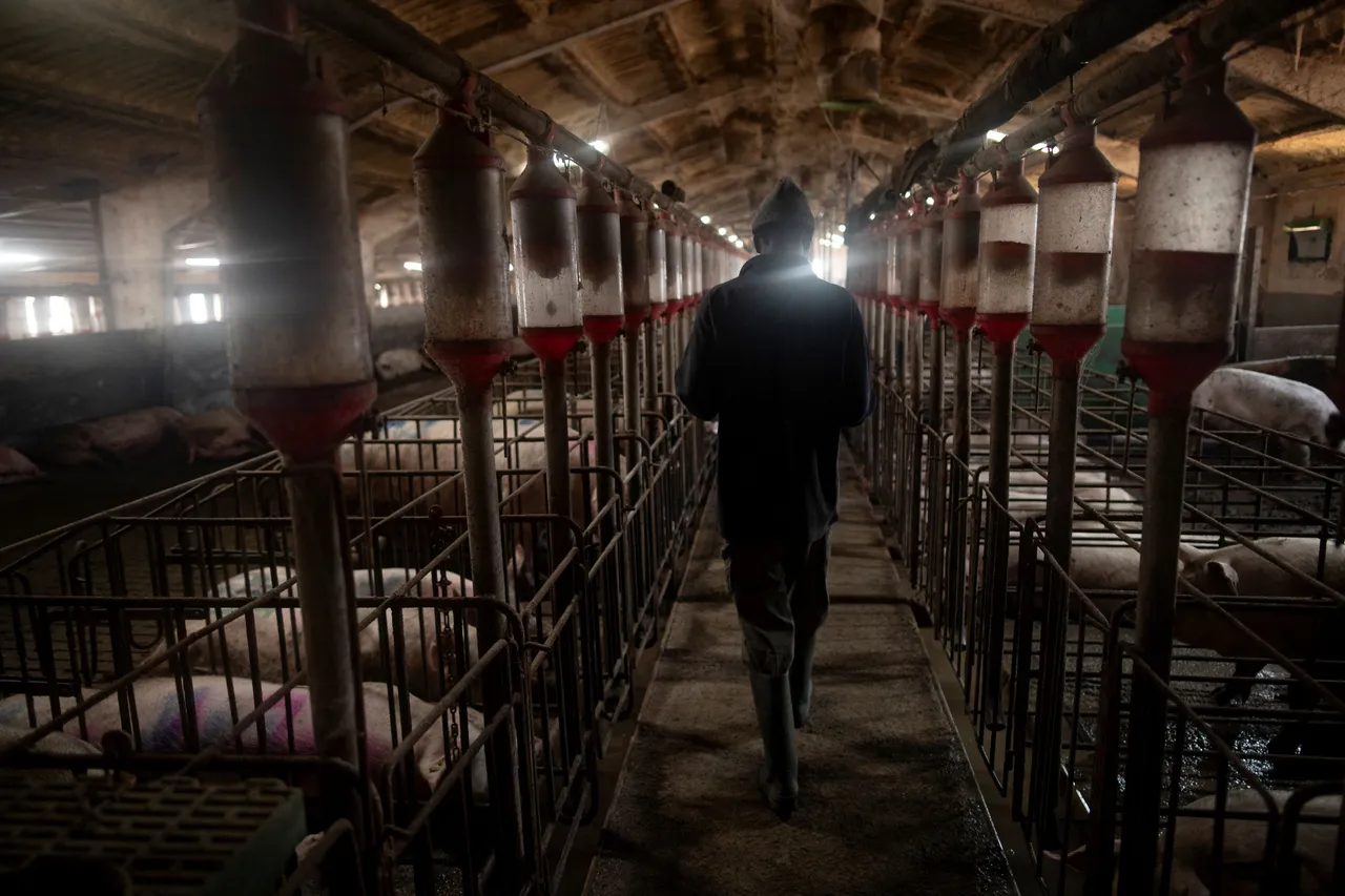 대한민국, 2026년에 아프리카돼지열병 8번째 사례 확인