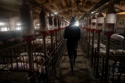 대한민국, 2026년에 아프리카돼지열병 8번째 사례 확인