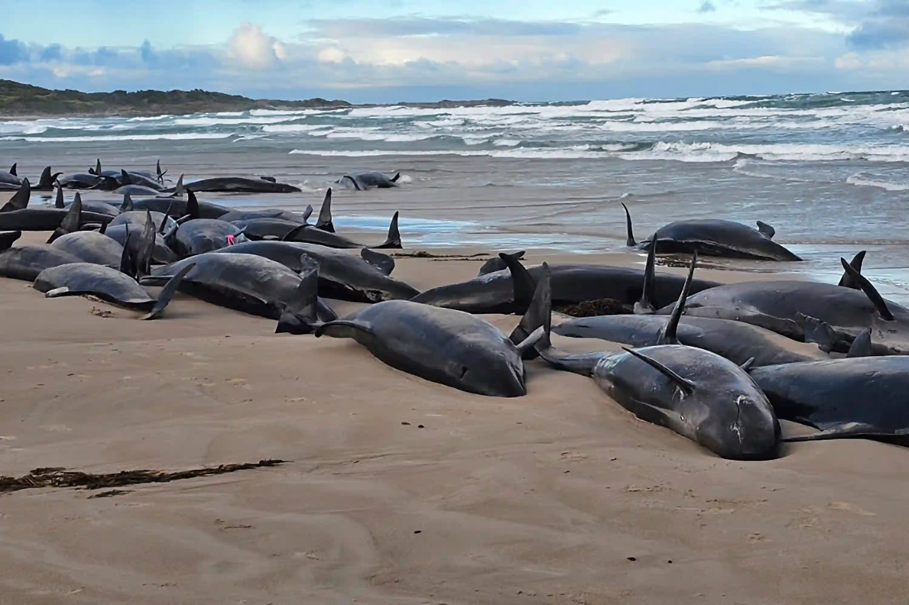 Meer dan 150 valse zwaardwalvissen gestrand op een strand in Tasmanië, Australië