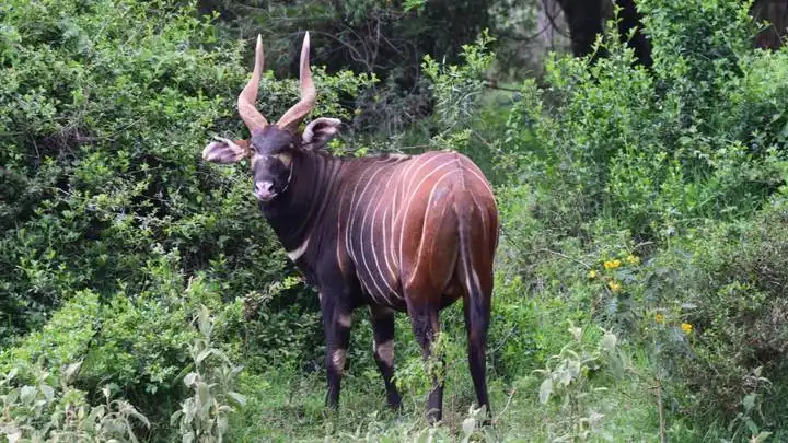 Rare Kenyan antelopes back home from brink