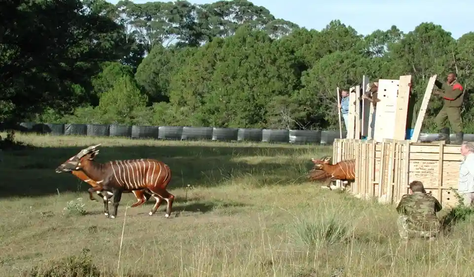 Rare Kenyan antelope don come back home