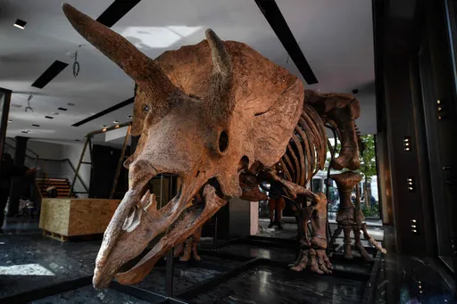 La France restitue à la Mongolie un squelette de dinosaure Tarbosaurus vieux de 70 millions d'années