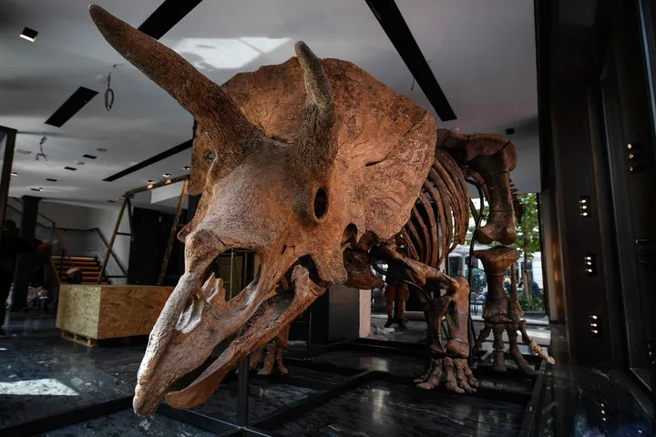 La France restitue à la Mongolie un squelette de dinosaure Tarbosaurus vieux de 70 millions d'années