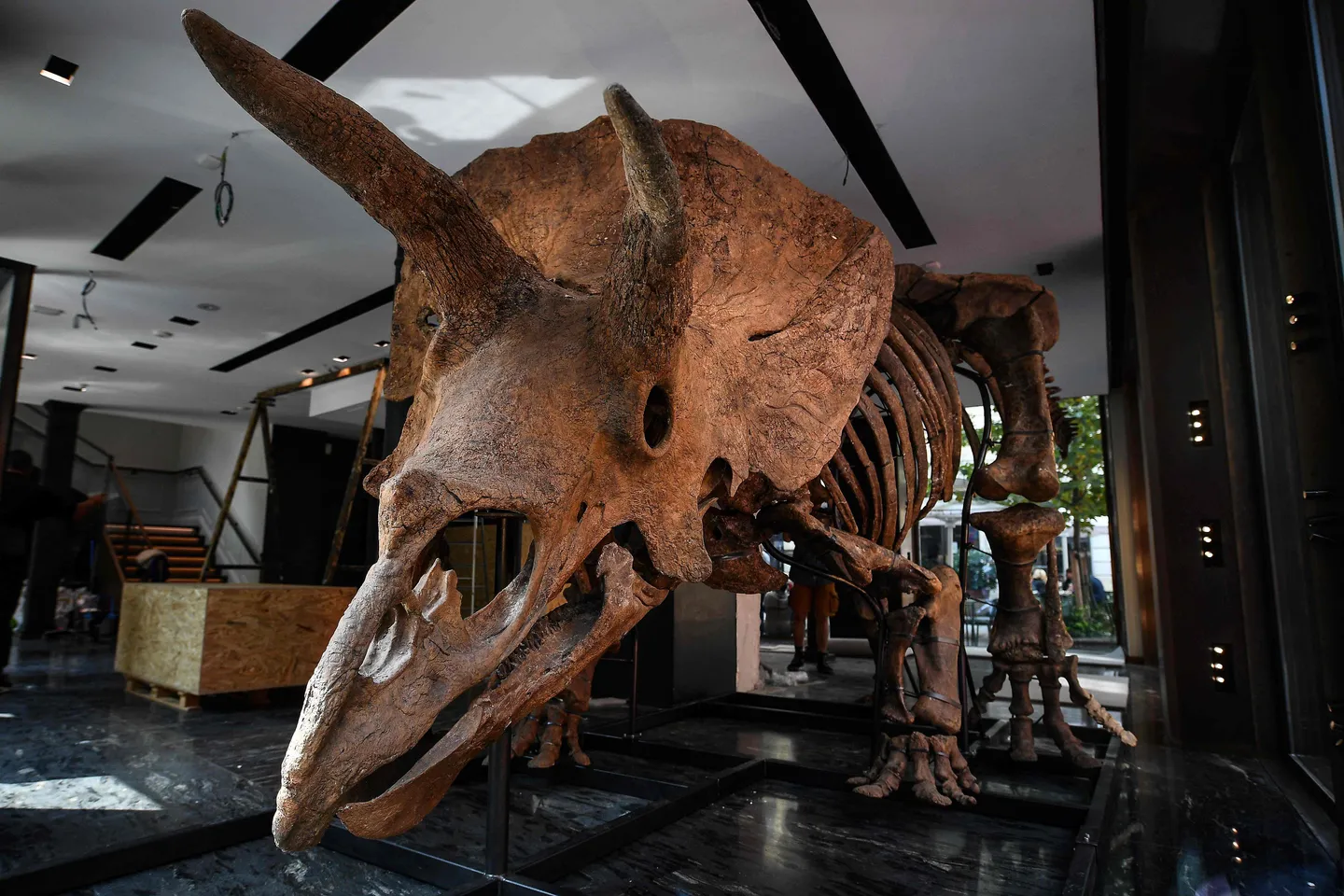 La France restitue à la Mongolie un squelette de dinosaure Tarbosaurus vieux de 70 millions d'années