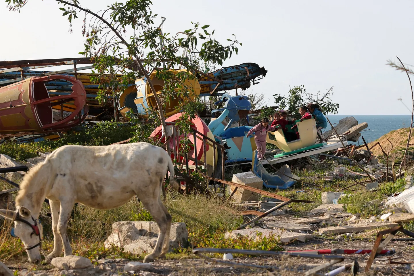 Esel statt Kinder aus Gaza nach Deutschland