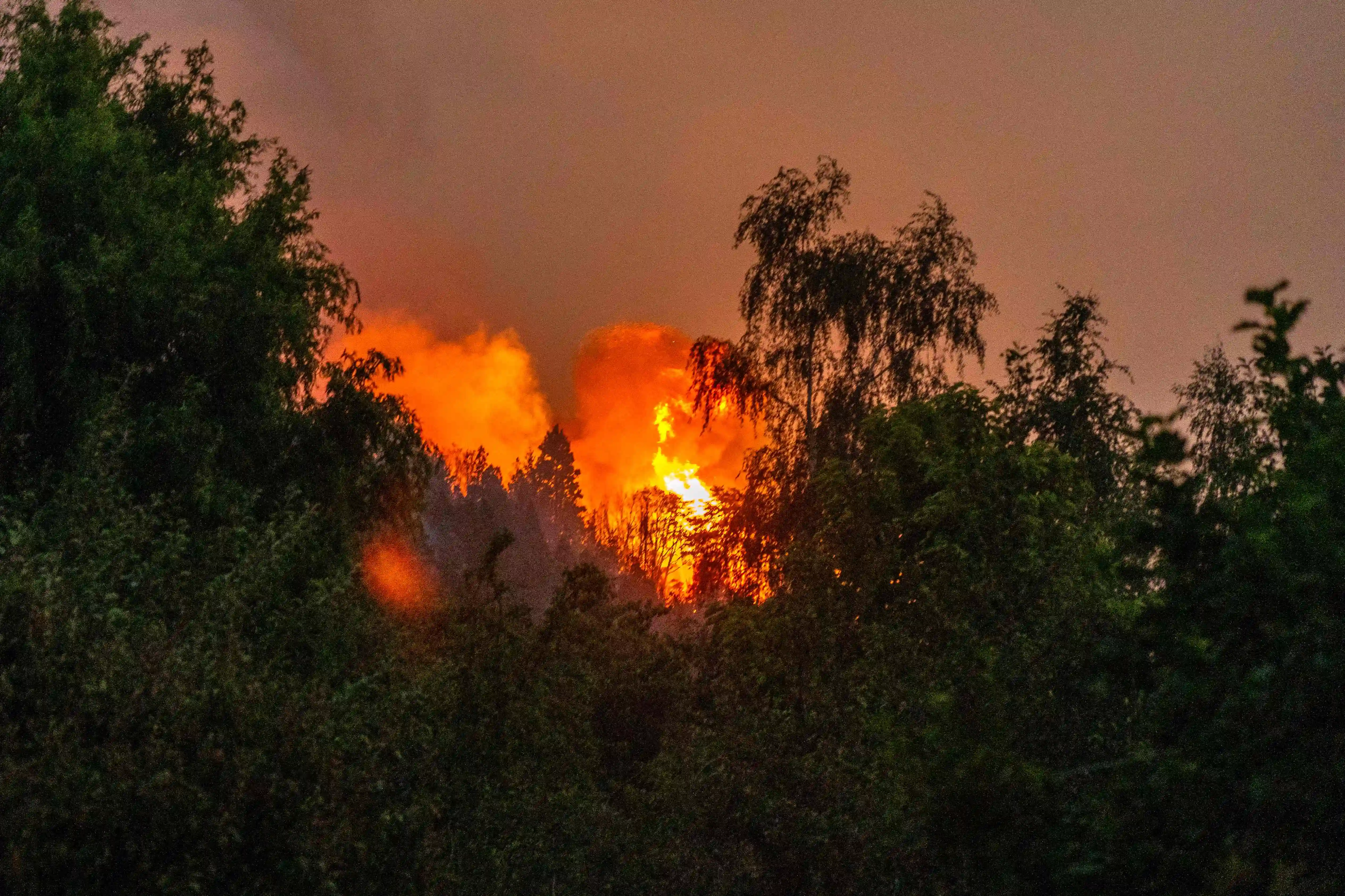 Kebakaran hutan melanda Argentina, memicu keadaan darurat negara