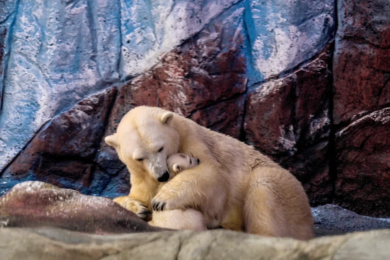 Shkencëtarët regjistrojnë një rast të rrallë adoptimi të këlyshit të ariut polar në Kanadanë veriore