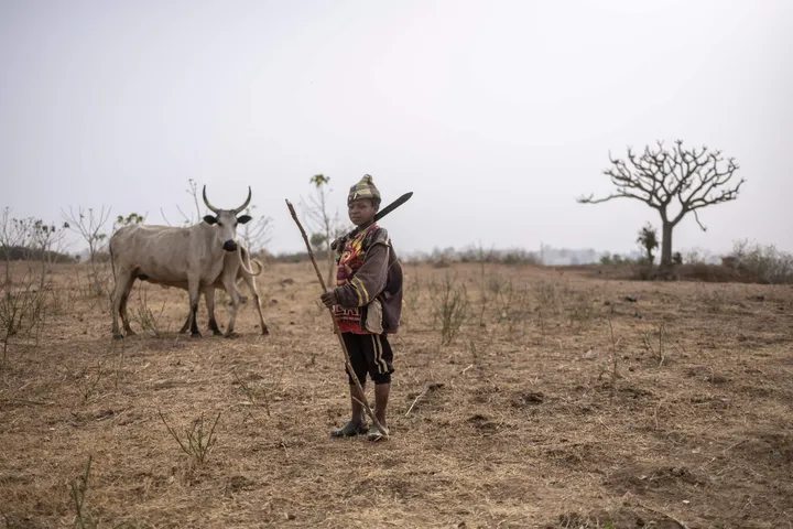 Comment les pasteurs kényans luttent pour préserver un mode de vie face à la crise climatique