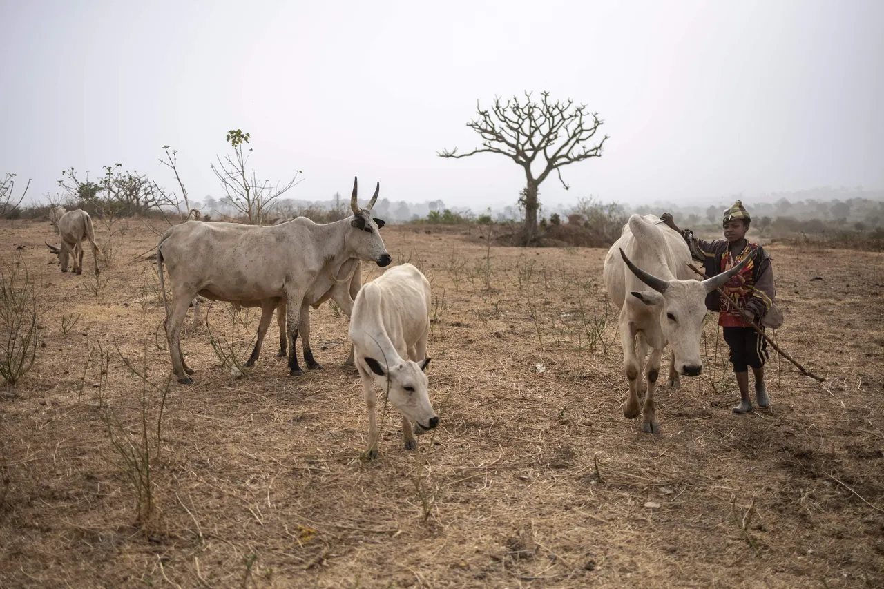 How President Tinubu say e go stop open grazing for Nigeria