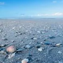 Erstickte Debatte: Wie Angst den Diskurs über Gaza lähmt