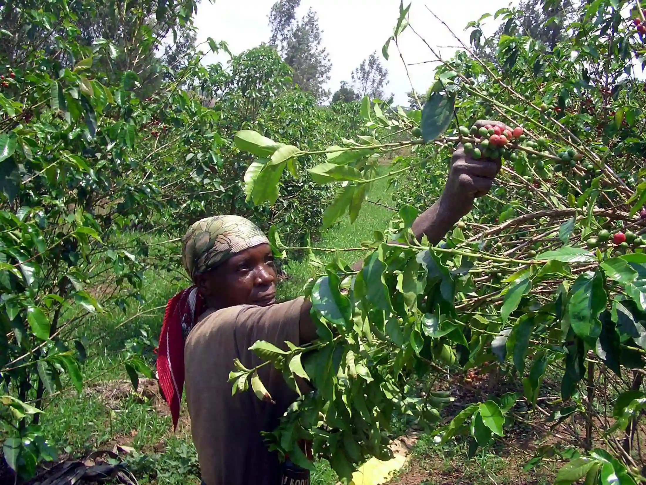 L'Angola vise à récolter plus de 8 000 tonnes de café en 2025