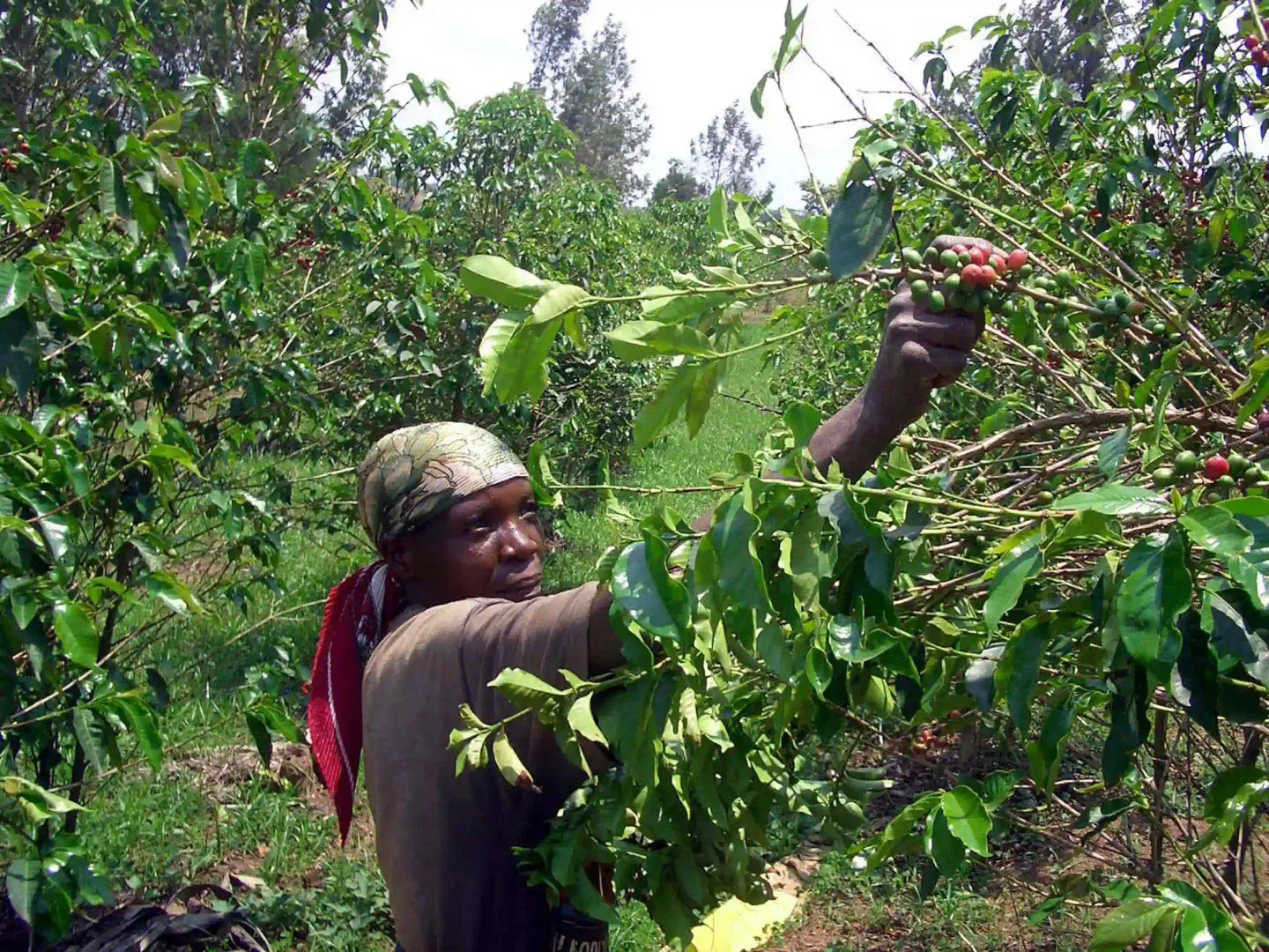 L'Angola vise à récolter plus de 8 000 tonnes de café en 2025